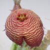 Tomotriche revoluta var. tigridia