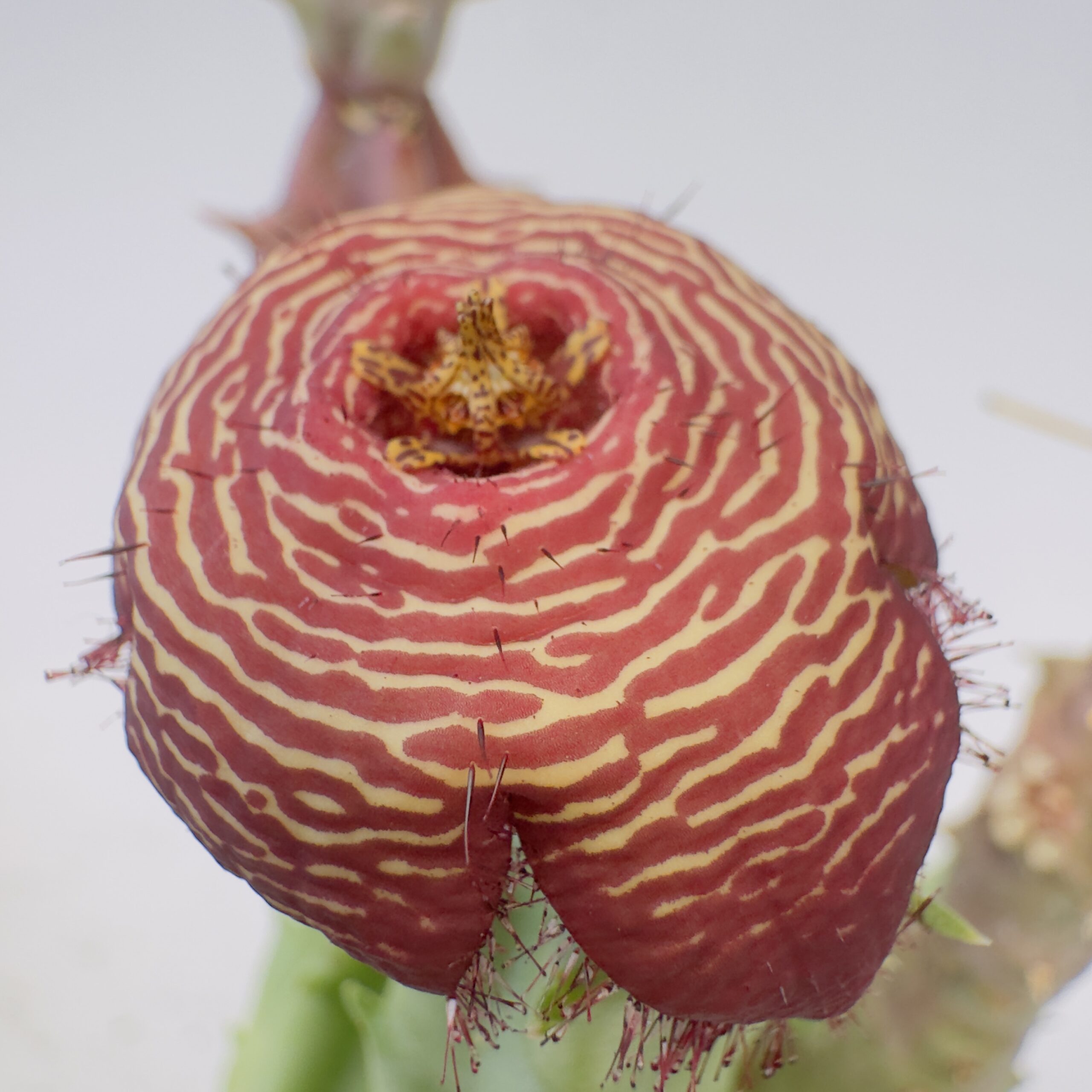 Tomotriche revoluta var. tigridia