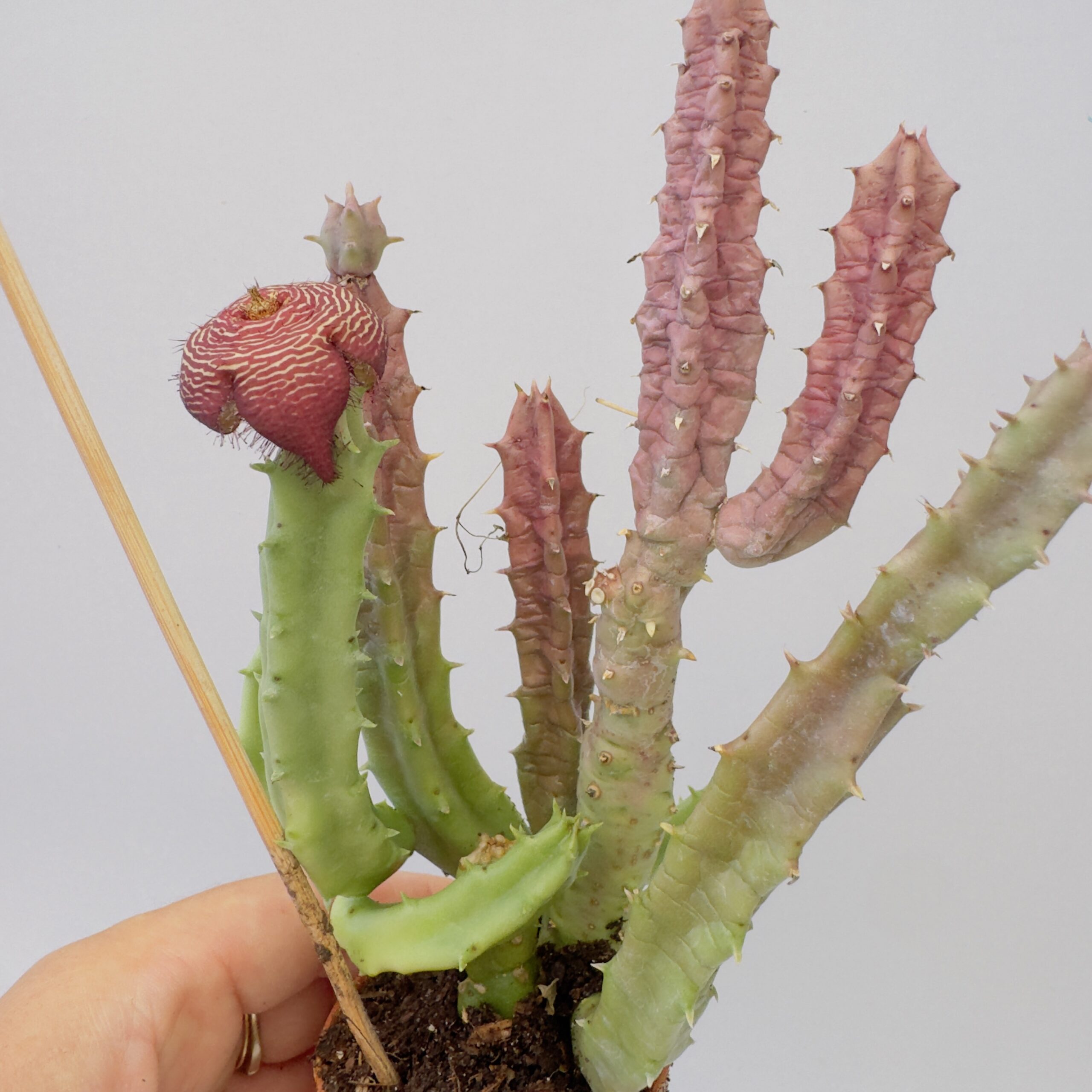 Tomotriche revoluta var. tigridia - Imagen 5