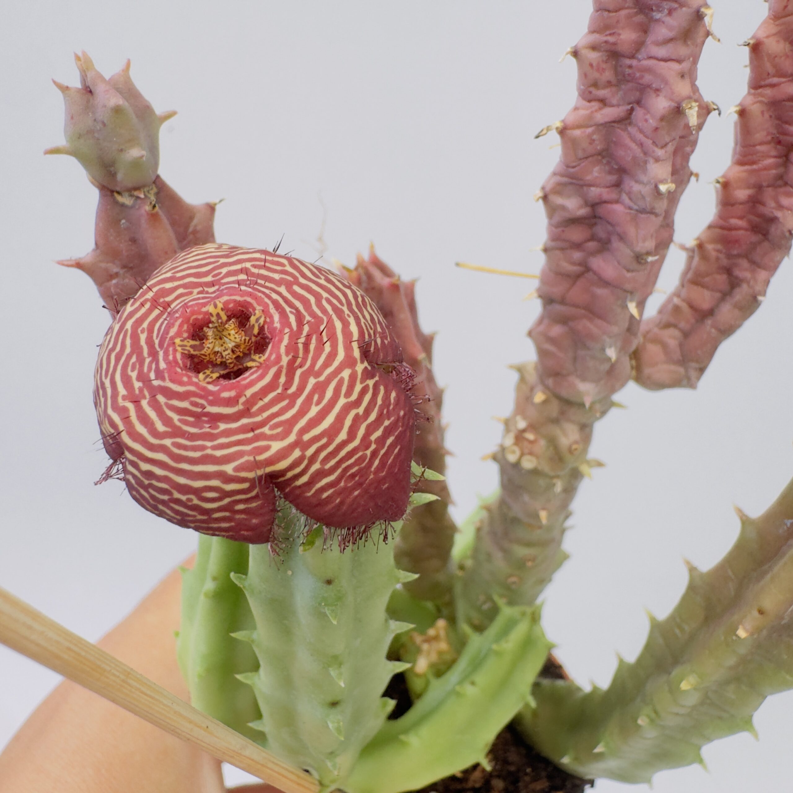 Tomotriche revoluta var. tigridia - Imagen 4