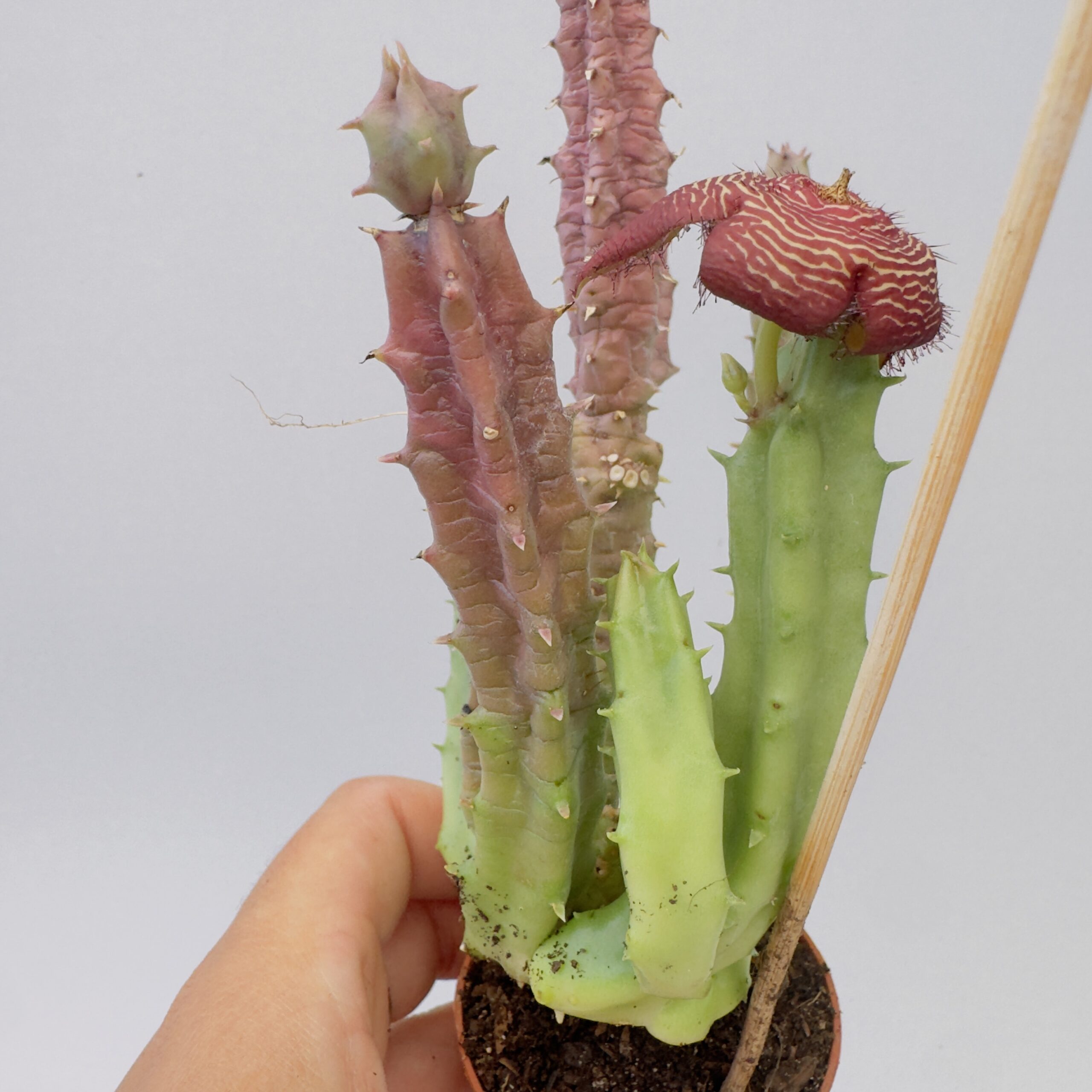 Tomotriche revoluta var. tigridia - Imagen 3