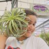 Tillandsia xerographyca XXL