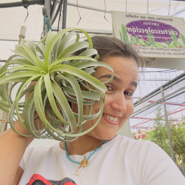 Tillandsia xerographyca XXL