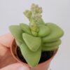 Crassula talismán