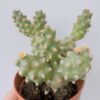 Tephrocactus molinensis