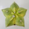 Astrophytum myriostigma nudum