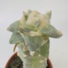 Ariocarpus retusus coronel