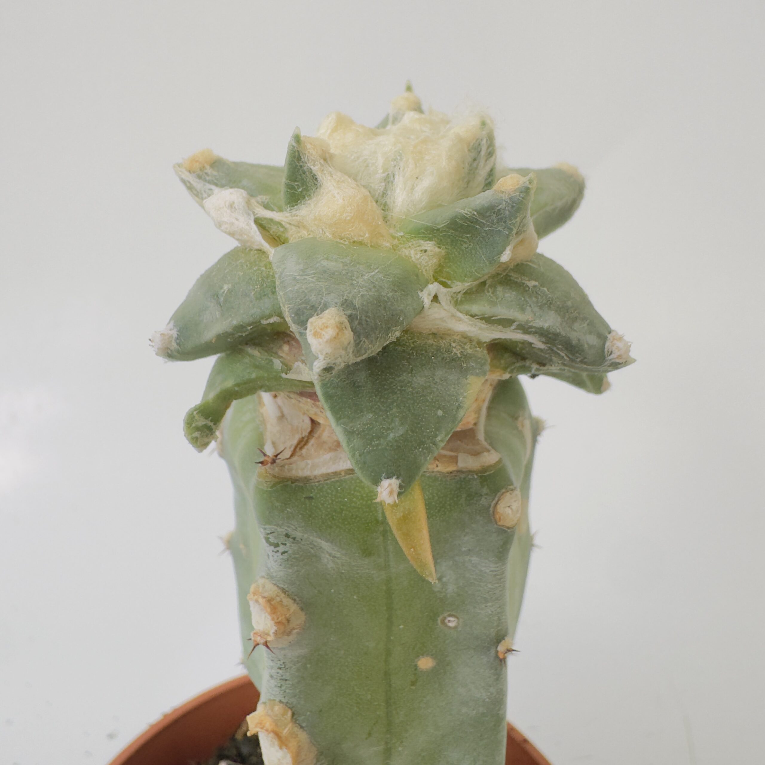 Ariocarpus retusus coronel - Imagen 4