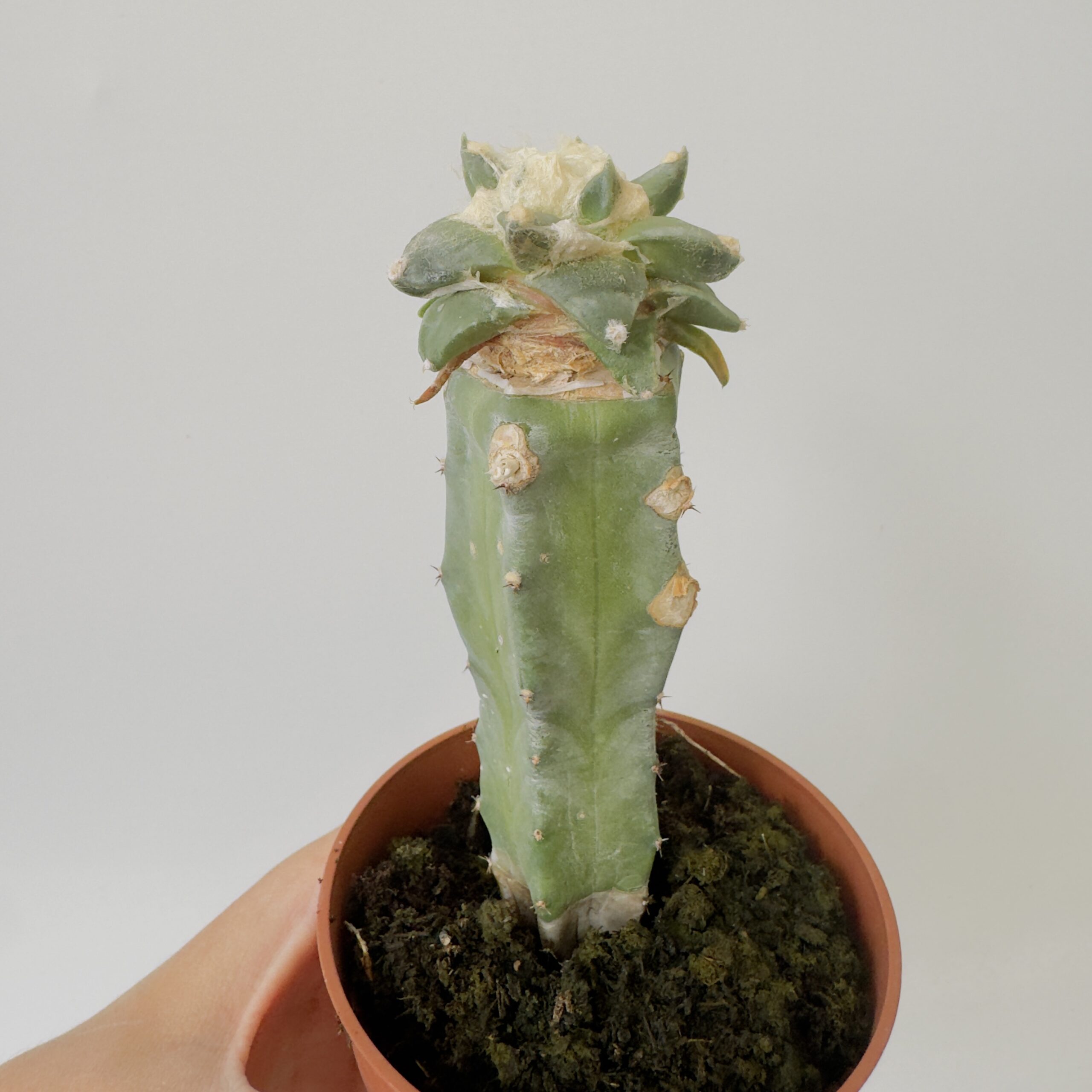 Ariocarpus retusus coronel - Imagen 5