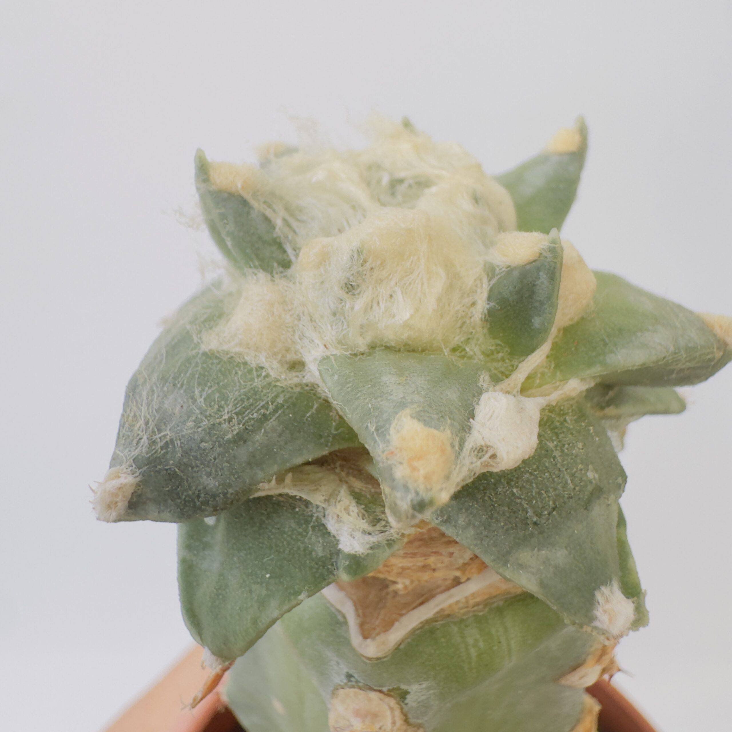 Ariocarpus retusus coronel - Imagen 2