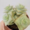 Crassula perforata azulada