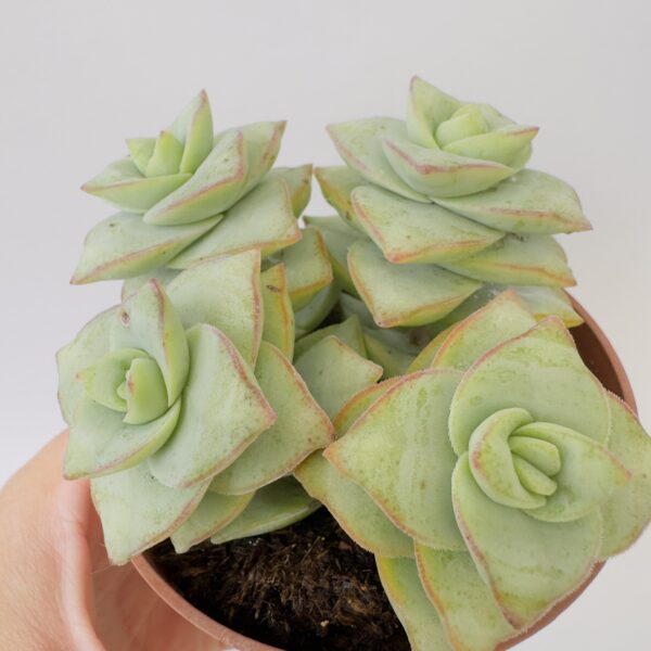 Crassula perforata azulada