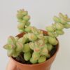 Echeveria rupestris monticola