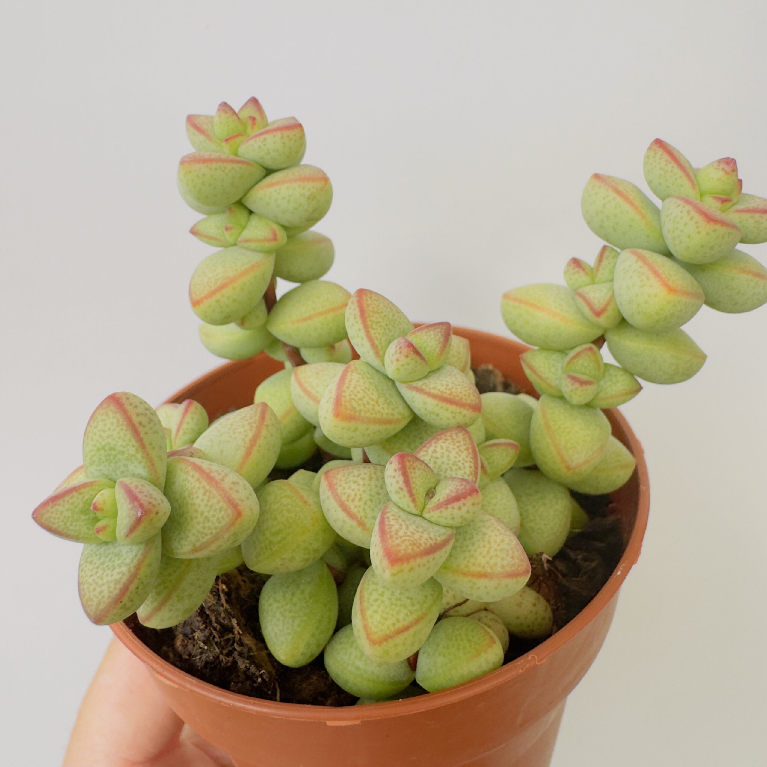 Echeveria rupestris monticola
