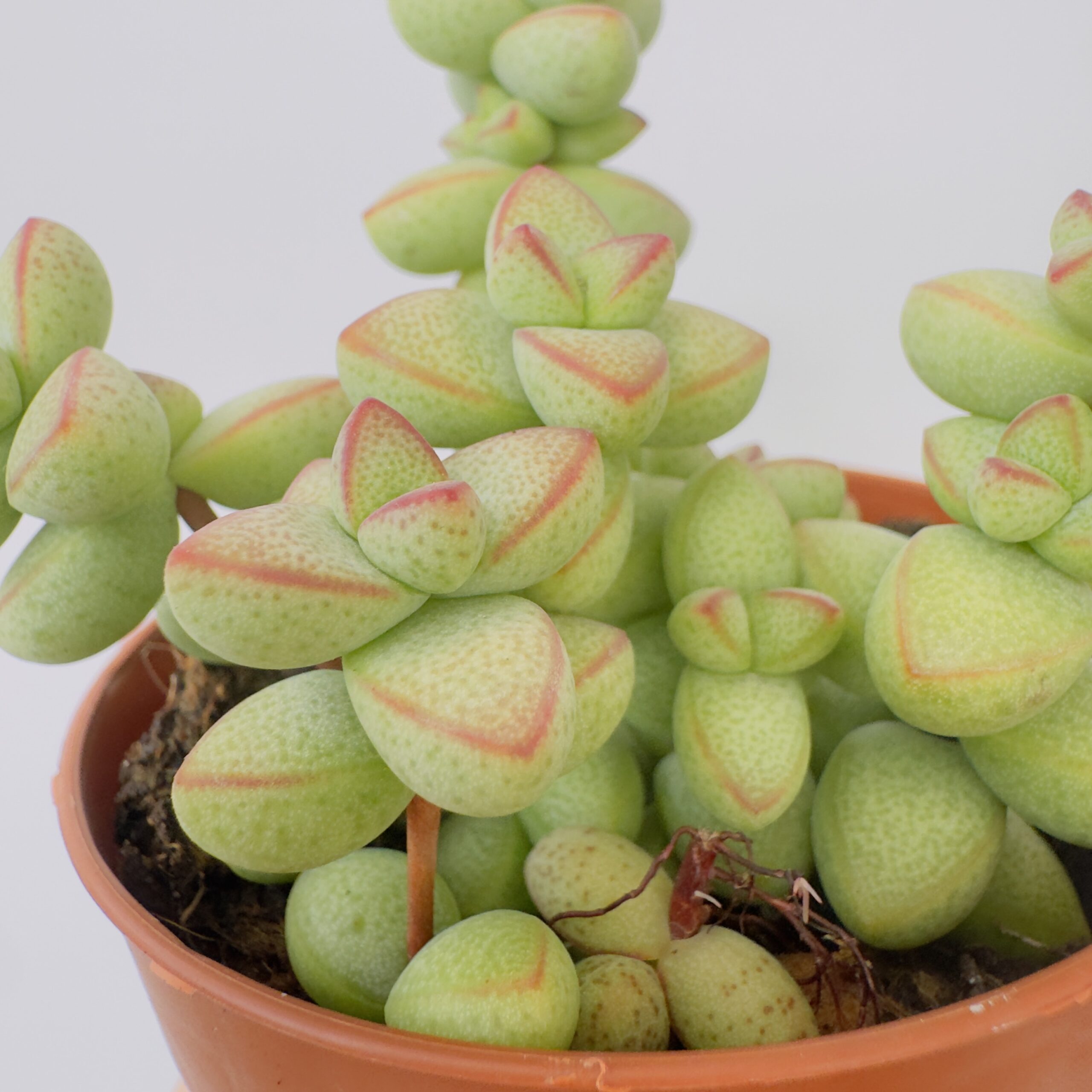 Echeveria rupestris monticola - Imagen 5