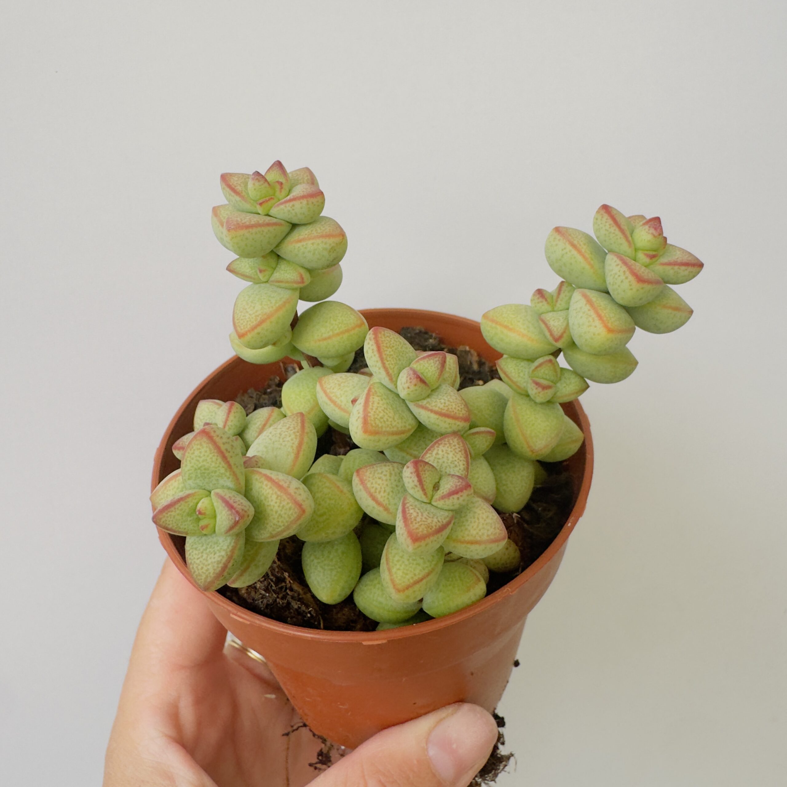 Echeveria rupestris monticola - Imagen 4