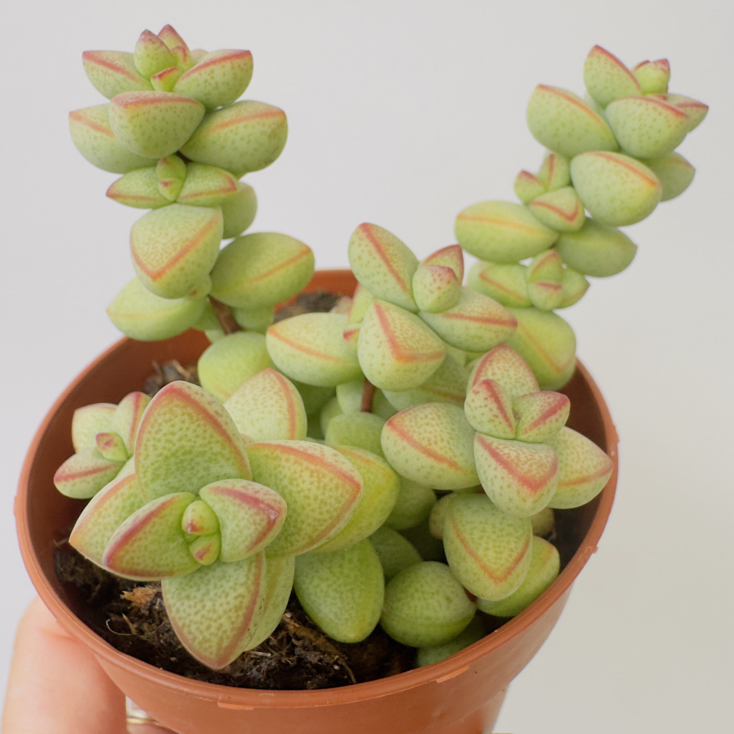 Echeveria rupestris monticola - Imagen 3