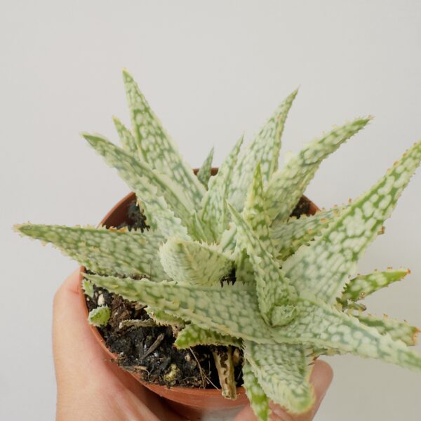 Aloe white lightning