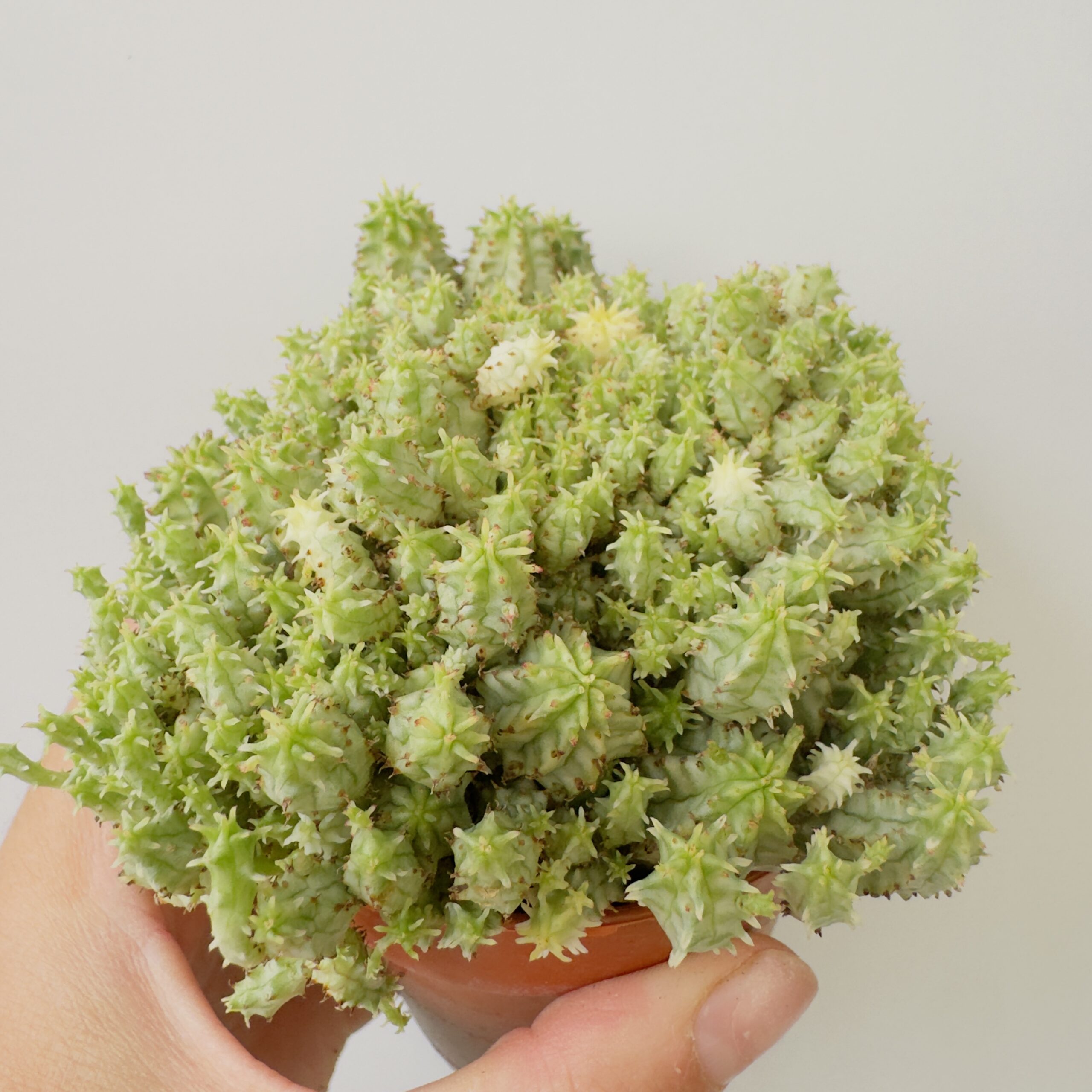 Euphorbia mammillaris mini - Imagen 3