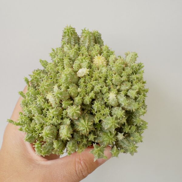 Euphorbia mammillaris mini