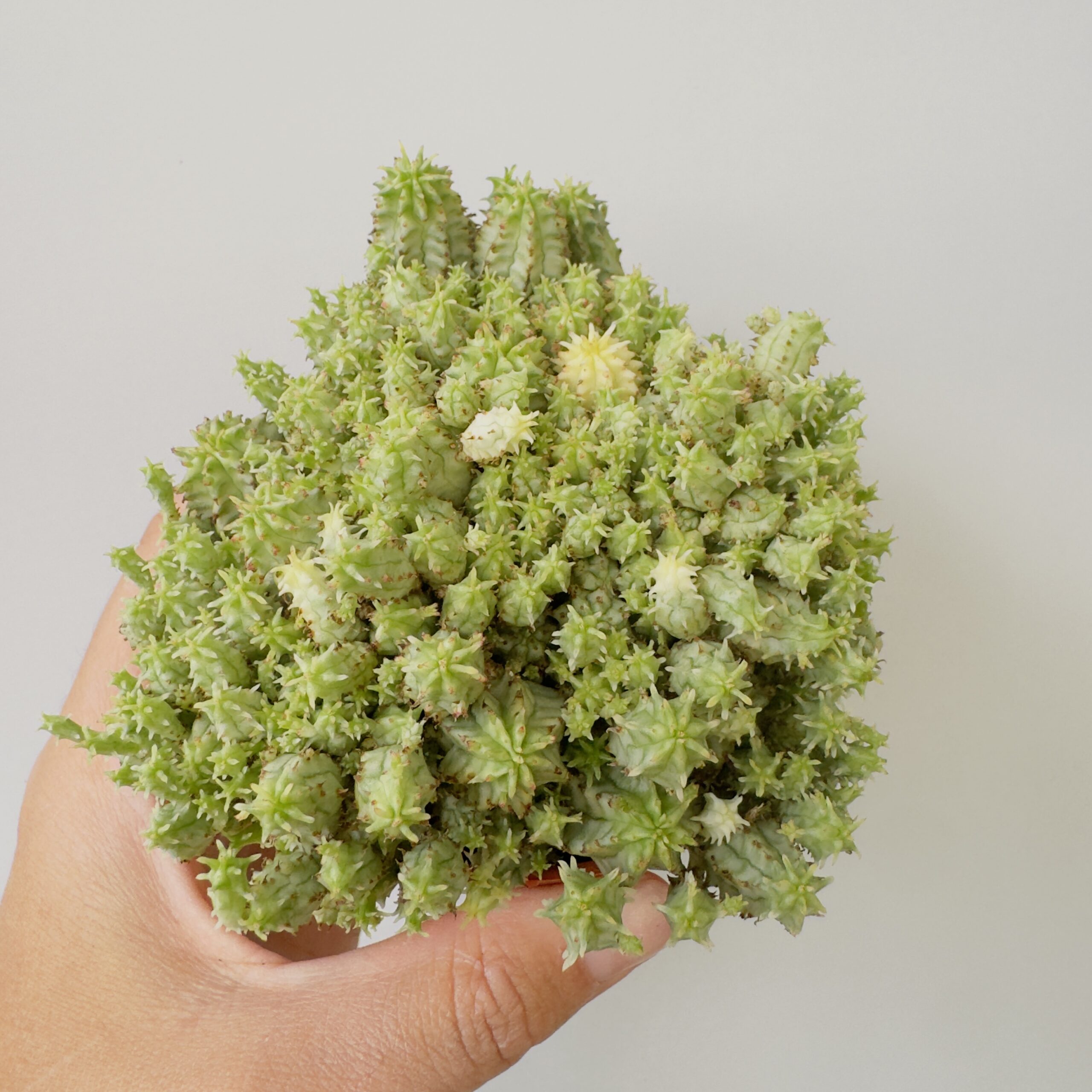 Euphorbia mammillaris mini