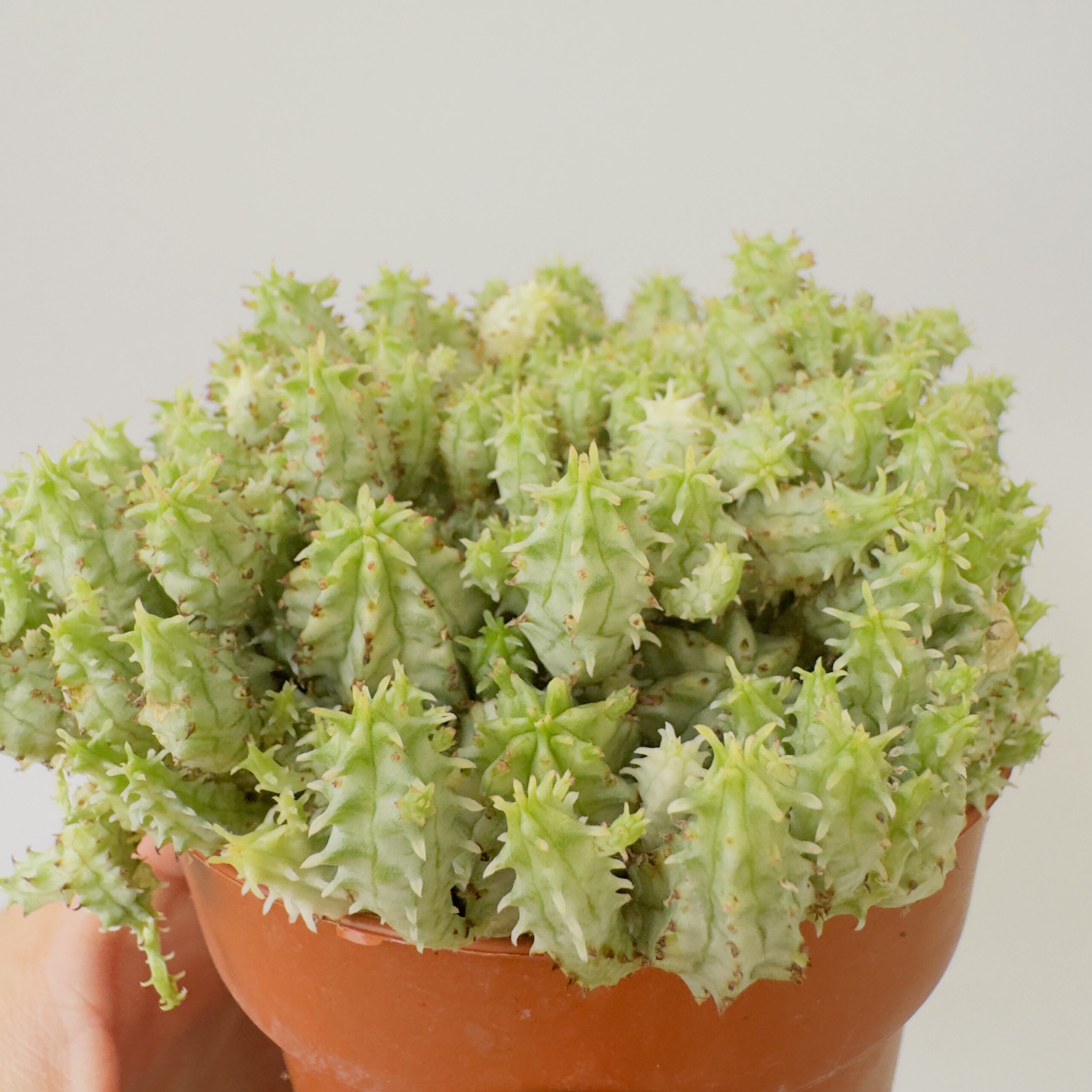 Euphorbia mammillaris mini - Imagen 2