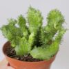 Euphorbia flanaganii cristata