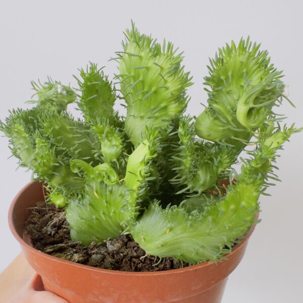 Euphorbia flanaganii cristata
