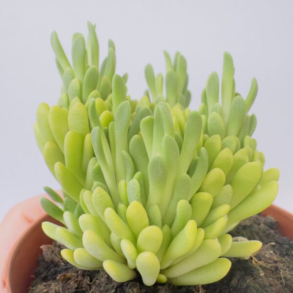 Anacampseros marlothii