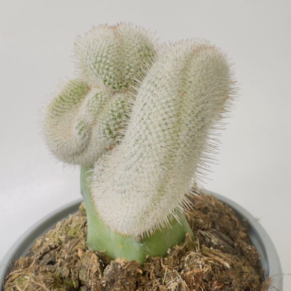 Mammillaria geminispina cristata