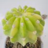 Echinopsis subdenudata variegata