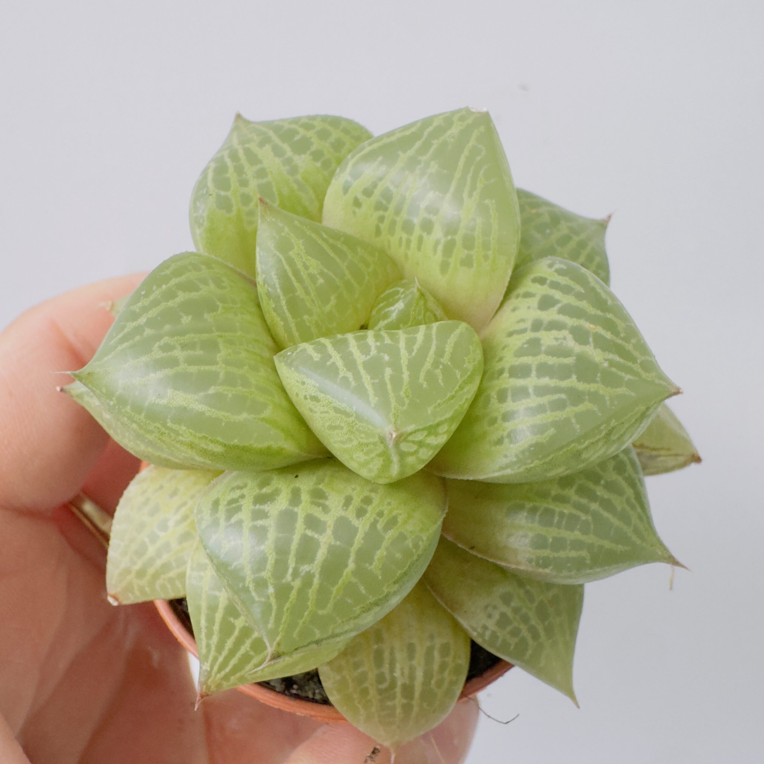 Haworthia emelyae var. comptoniana - Imagen 4