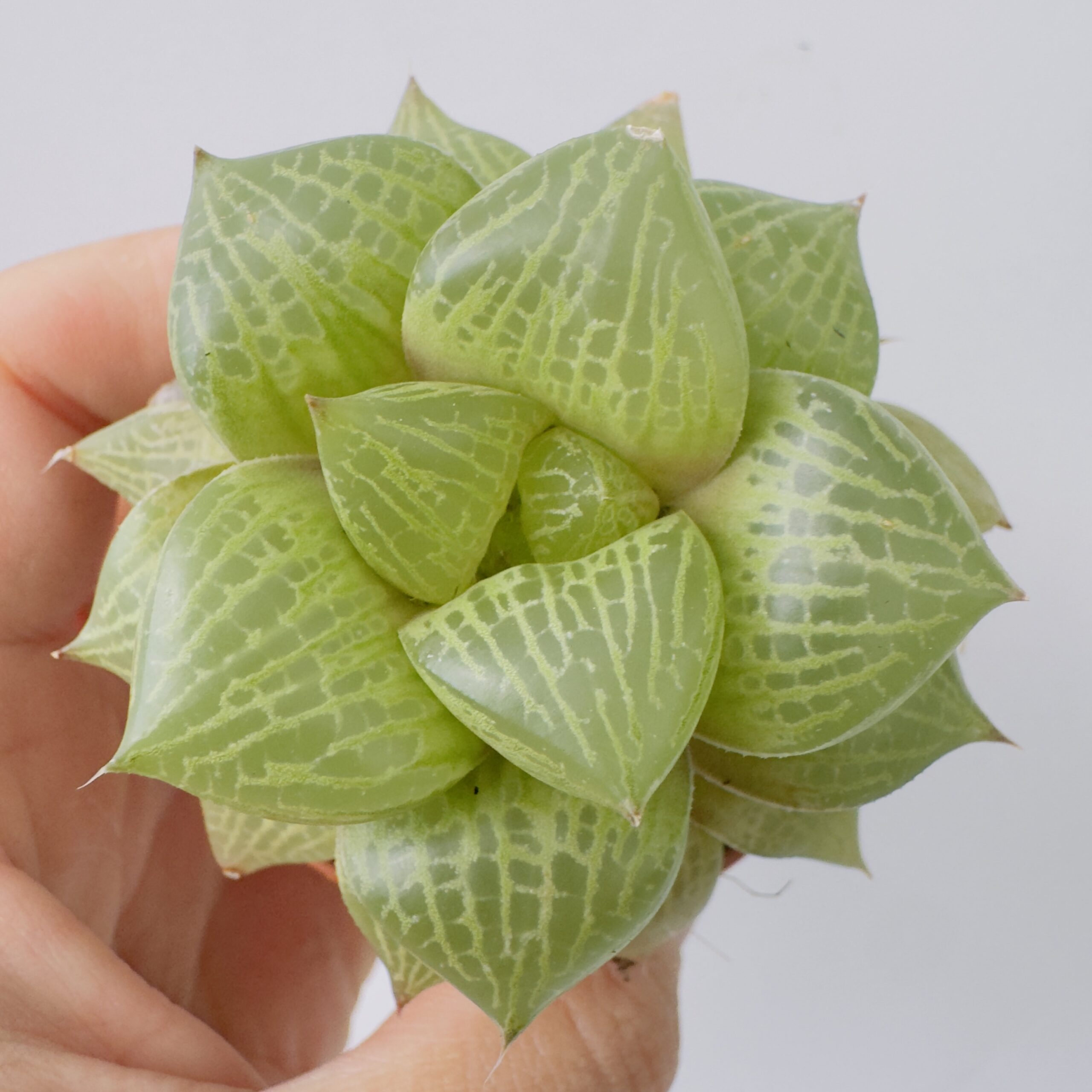 Haworthia emelyae var. comptoniana - Imagen 3