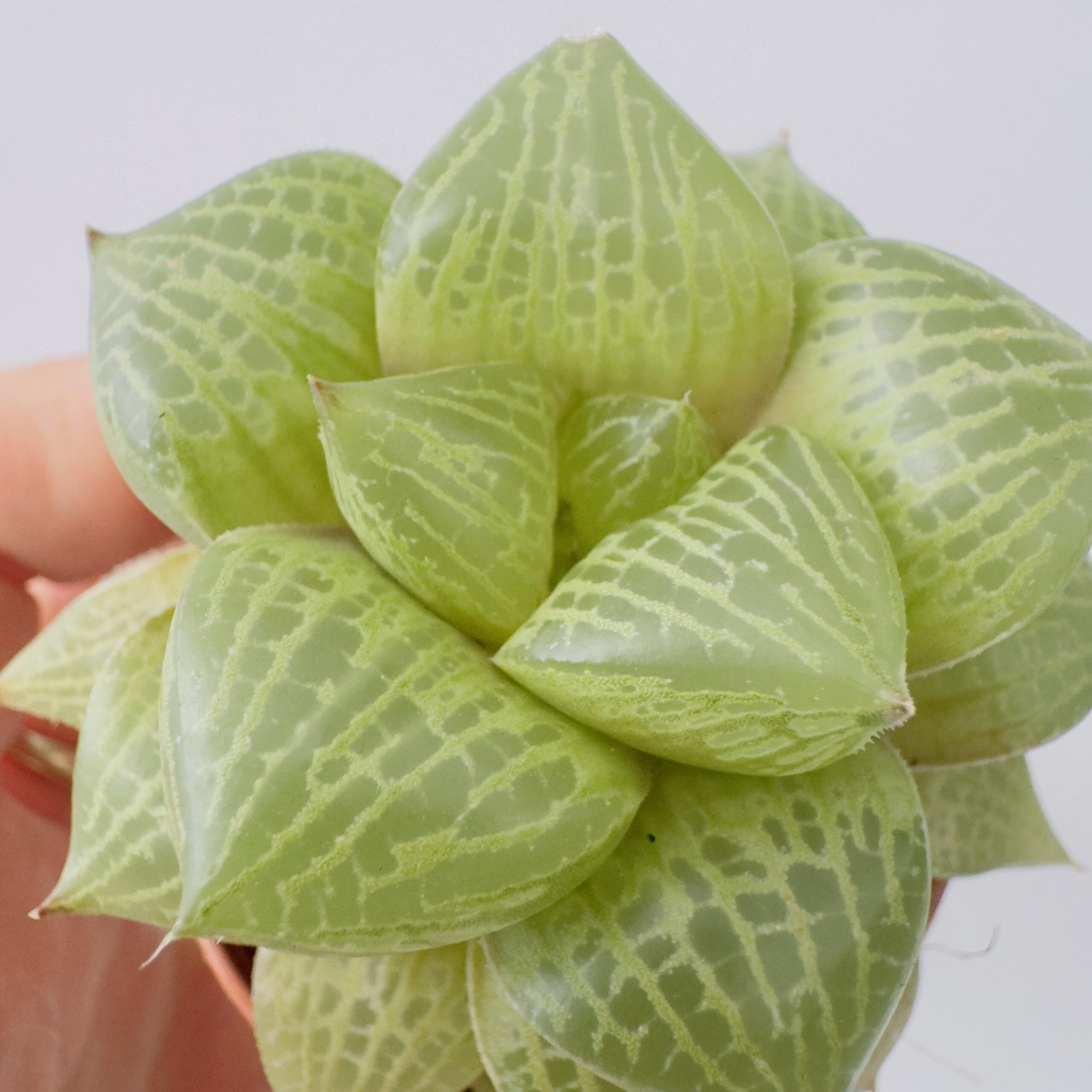 Haworthia emelyae var. comptoniana