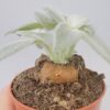 Sinningia leucotricha “planta peluche”