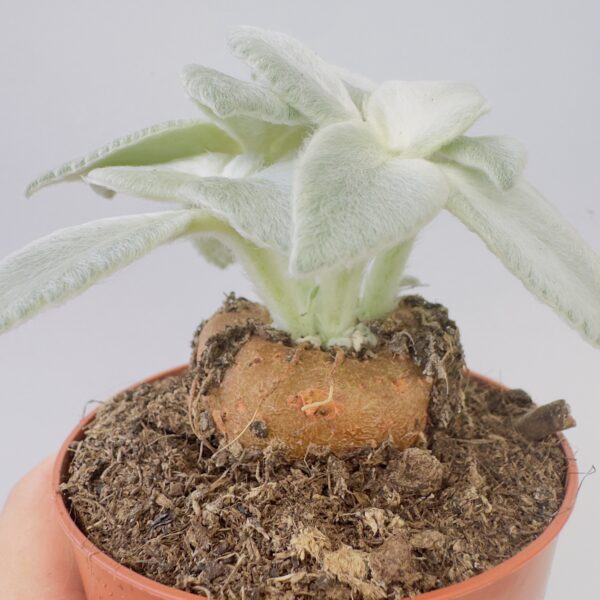 Sinningia leucotricha “planta peluche”