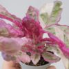 Hemigraphis snow white