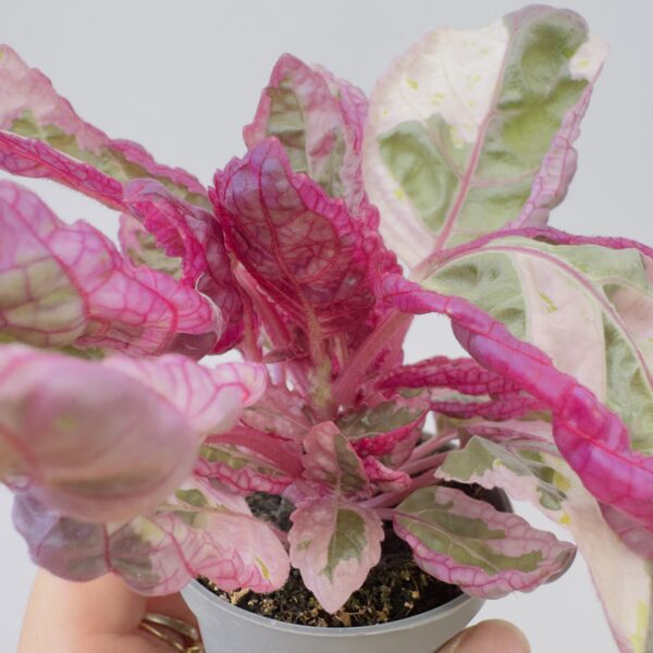 Hemigraphis snow white