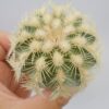 Echinocereus rigidissimus albispinus