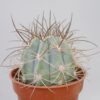Melocactus azureus