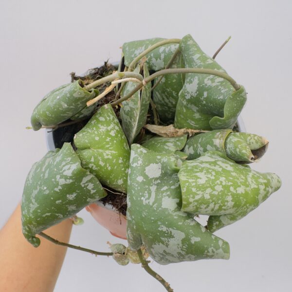 Hoya imbricata