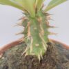 Euphorbia viguieri