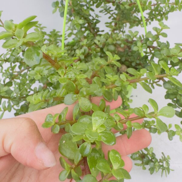 Portulacaria afra mini