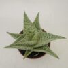 Aloe tribal