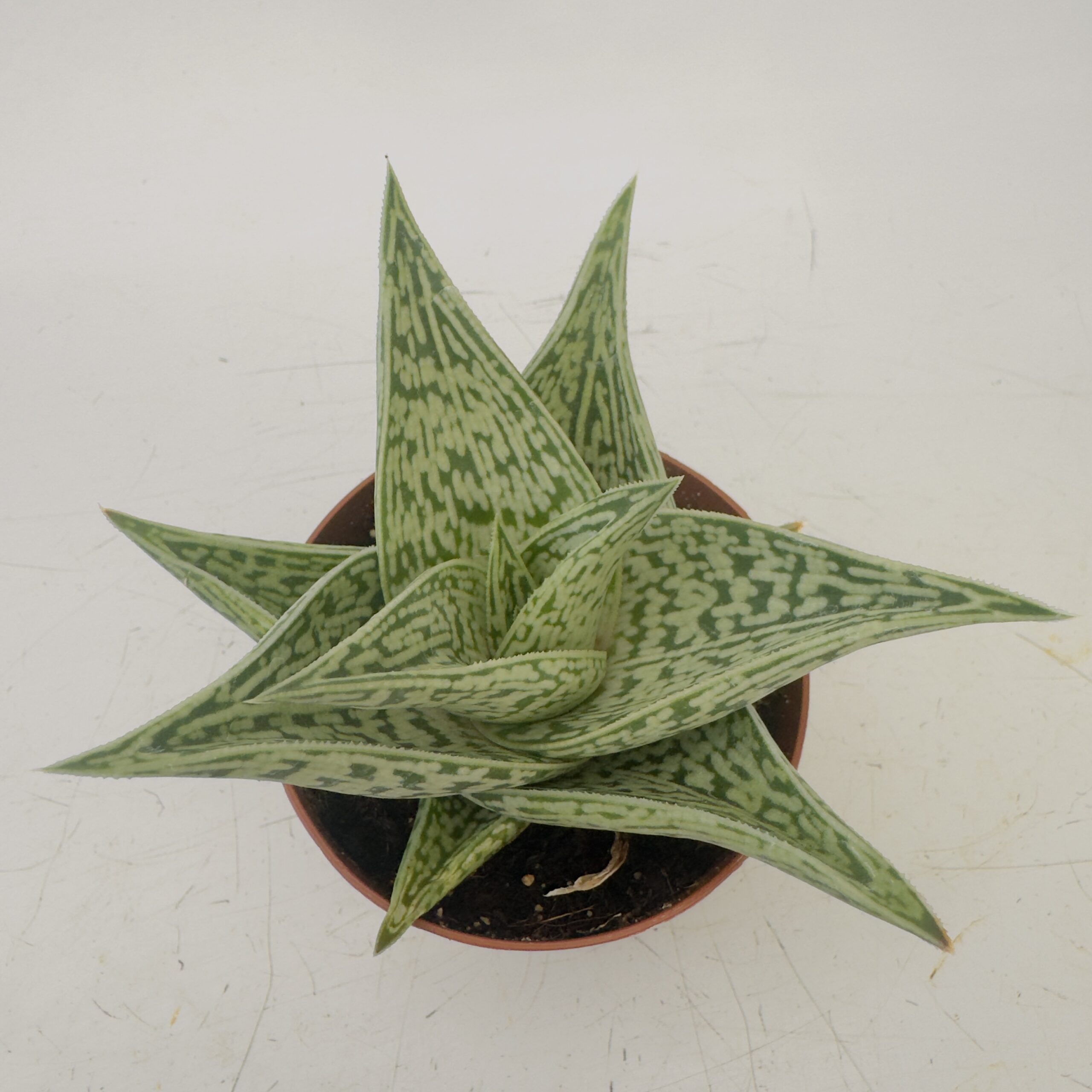 Aloe tribal