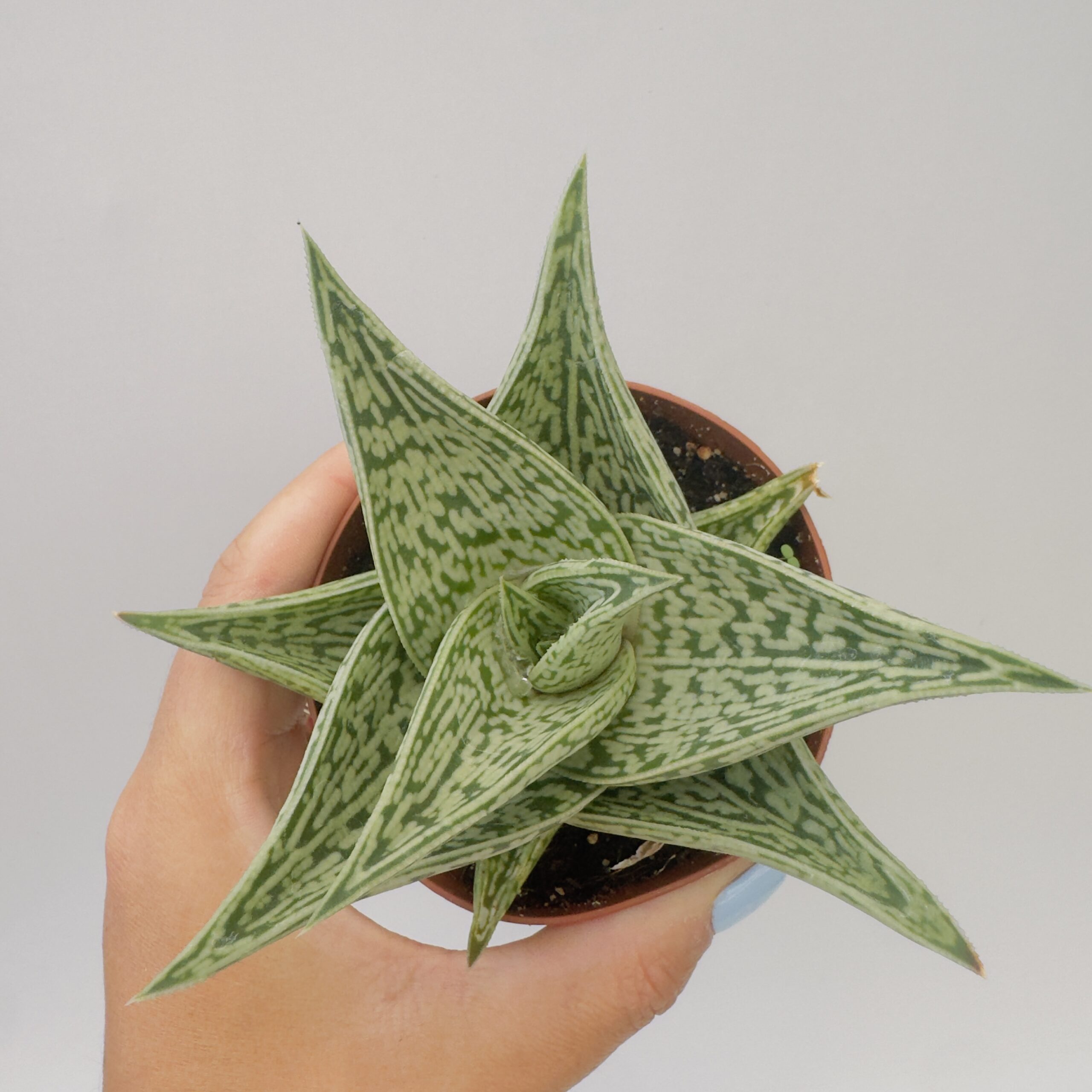 Aloe tribal - Imagen 3