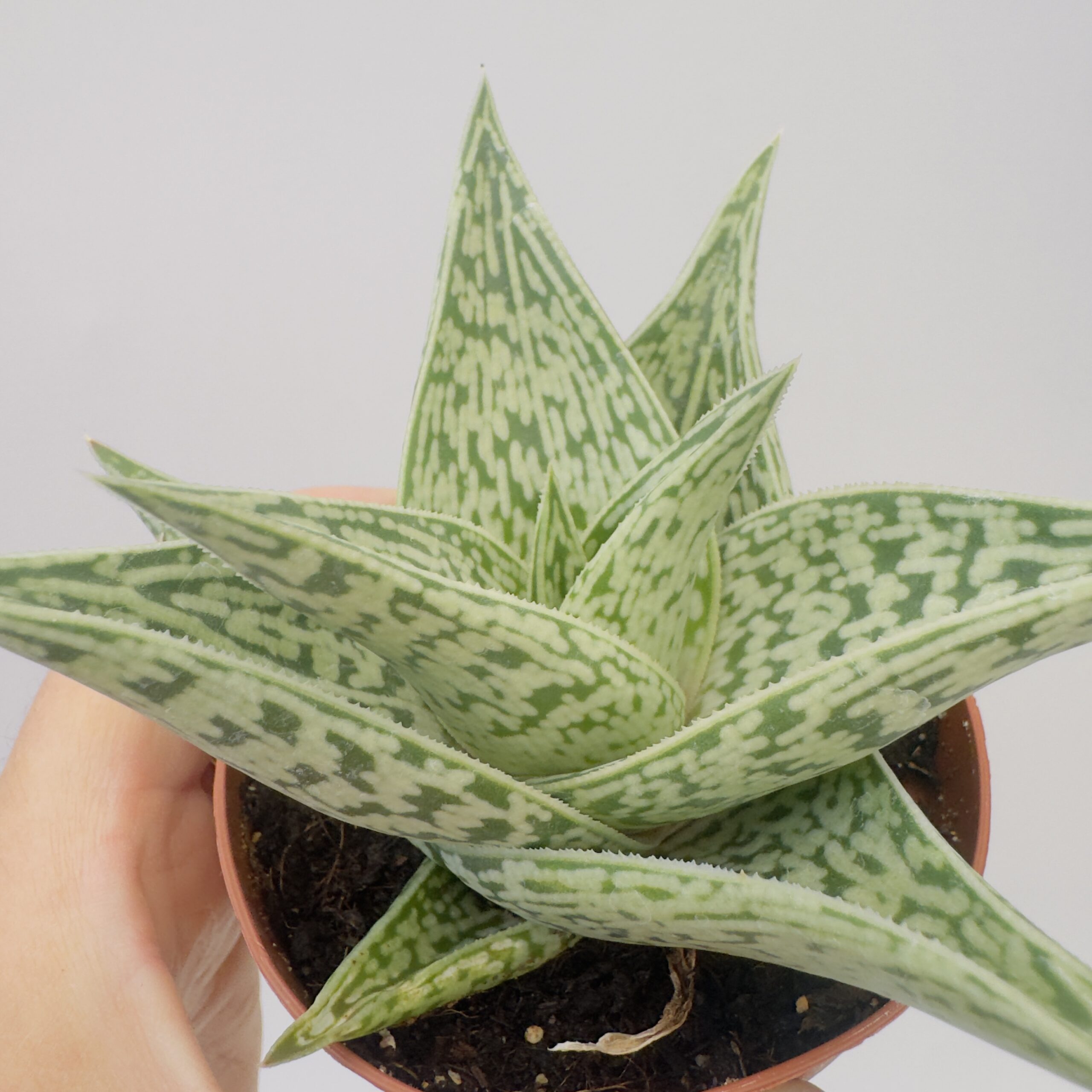 Aloe tribal - Imagen 4