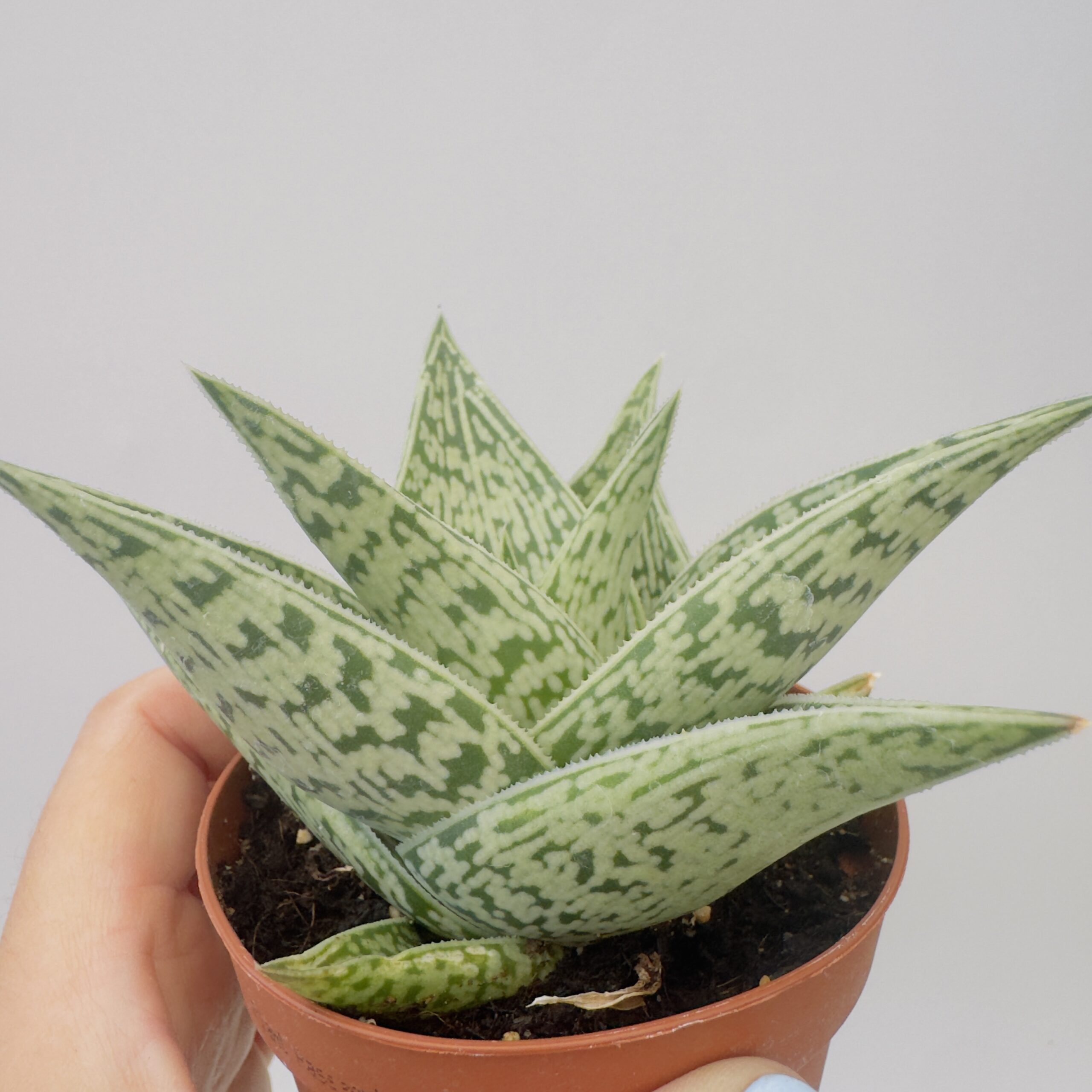 Aloe tribal - Imagen 6