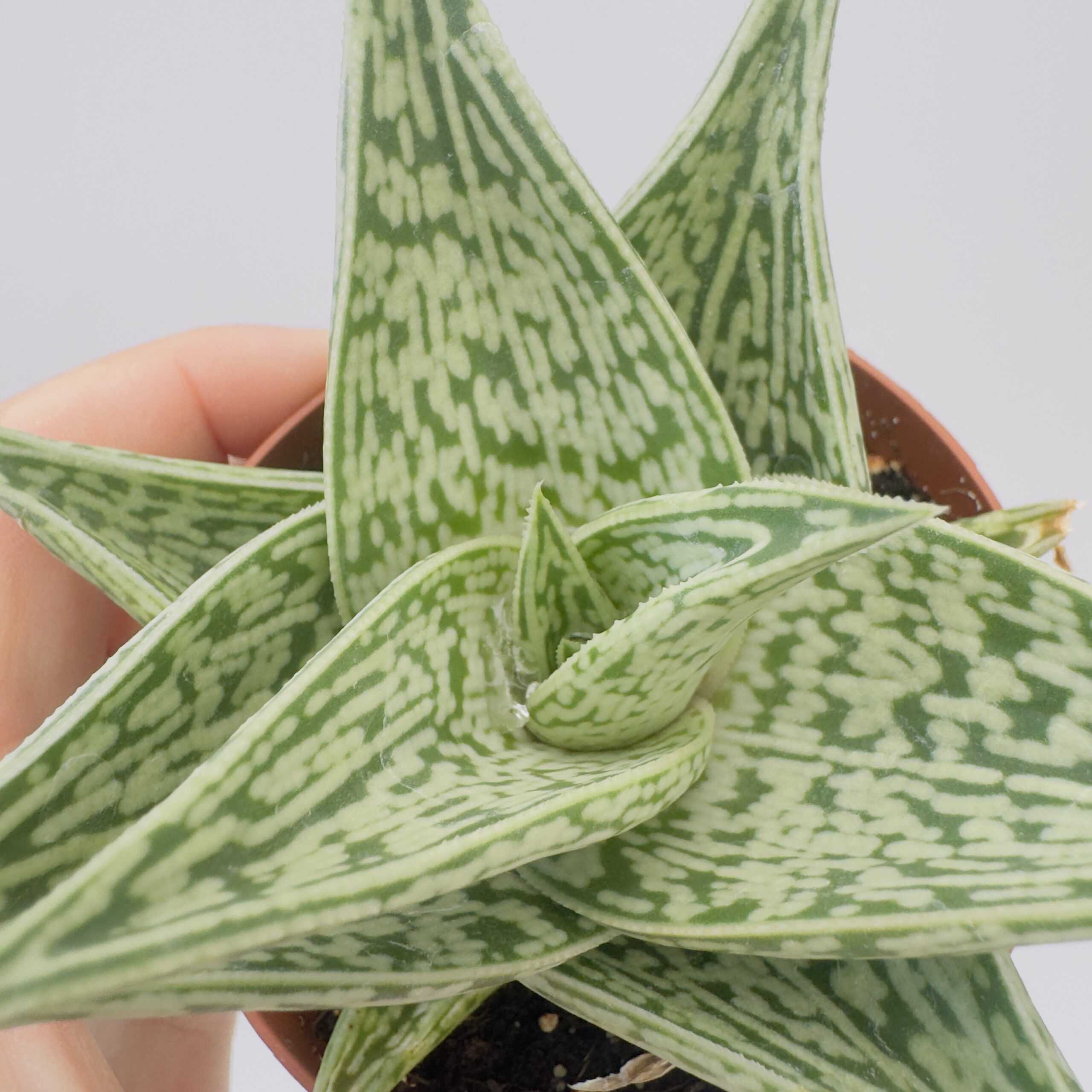 Aloe tribal - Imagen 2