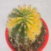 Echinopsis oxygona variegata